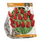 Baltus Tulipa Botanical Red Hunter tulpen bloembollen per 5 stuks